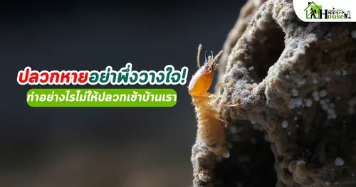 ปลวกหายอย่าพึ่งวางใจ! ทำอย่างไรไม่ให้ปลวกเข้าบ้านเรา