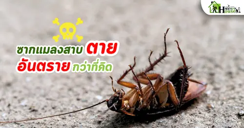 ซากแมลงสาบตาย อันตรายกว่าที่คิด อันตรายที่ซ่อนอยู่ในบ้าน