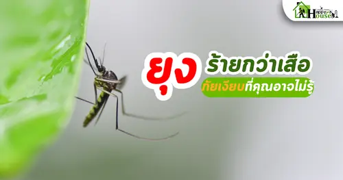 รู้จักยุงที่ร้ายกว่าเสือ ภัยร้ายที่คุณอาจไม่รู้