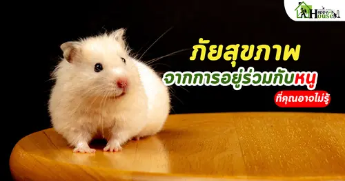 ภัยสุขภาพ จากการอยู่ร่วมกับหนู 