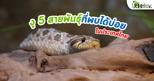 รู้จัก งู 5 สายพันธุ์ที่พบได้บ่อยในประเทศไทย