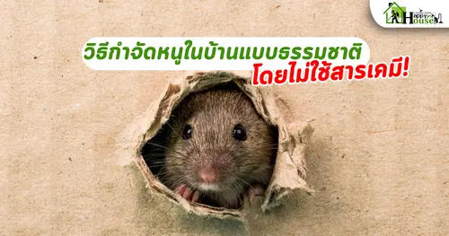วิธีกำจัดหนูในบ้านแบบธรรมชาติ โดยไม่ใช้สารเคมี | ปลอดภัยและได้ผล