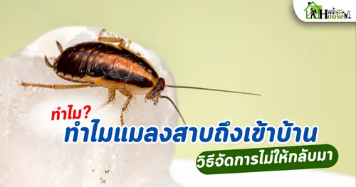 ทำไมแมลงสาบถึงเข้าบ้าน? และวิธีกำจัดแมลงสาบให้ได้ผล ไม่ให้กลับมาอีก