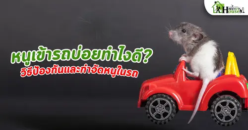 หนูเข้ารถบ่อยทำไงดี? วิธีป้องกันและกำจัดหนูในรถอย่างได้ผล กำจัดหนู