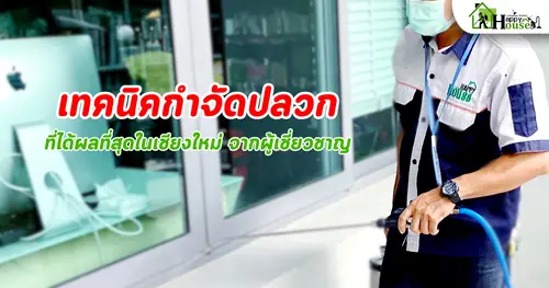 เทคนิคกำจัดปลวกที่ได้ผลที่สุดในเชียงใหม่ จากผู้เชี่ยวชาญ