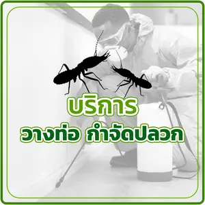 บริการวางท่อ กำจัดปลวก
