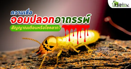 ความเชื่อจอมปลวกอาถรรพ์ สัญญาณเตือนหรือโชคลาภ? พร้อมวิธีกำจัดปลวกที่ถูกต้อง
