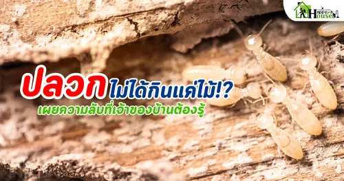 ปลวกไม่ได้กินแค่ไม้ เผยความลับที่เจ้าของบ้านไม่รู้!?  พร้อมวิธีกำจัดปลวกอย่างถูกต้อง