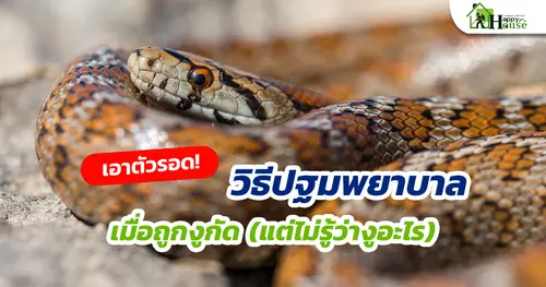 เอาตัวรอด! วิธีปฐมพยาบาลเมื่องูกัดแต่ไม่รู้ว่างูอะไร