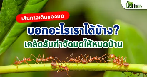เส้นทางเดินของมด บอกอะไรเราได้บ้าง? เคล็ดลับกำจัดมดให้หมดบ้าน!