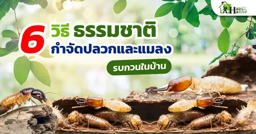 6 วิธีธรรมชาติกำจัดปลวกและแมลงรบกวนในบ้าน