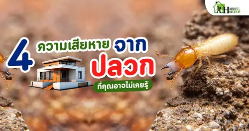 4 ความเสียหายจากปลวกที่คุณอาจไม่เคยรู้