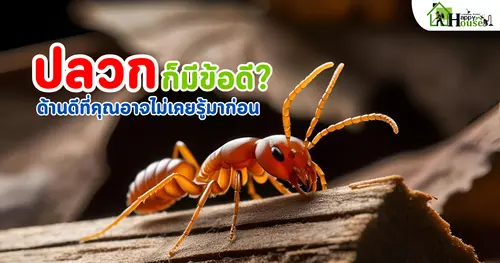 ปลวกก็มีข้อดี? เจาะลึกด้านดีที่คุณอาจไม่เคยรู้มาก่อน | กำจัดปลวกอย่างเข้าใจ