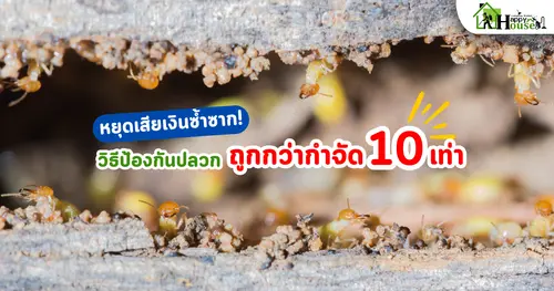 หยุดเสียเงินซ้ำซาก! วิธีป้องกันปลวกที่ถูกกว่ากำจัด 10 เท่า
