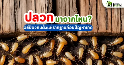 ปลวกมาจากไหน? วิธีป้องกันตั้งแต่รากฐานก่อนปัญหาเกิด | กำจัดปลวกอย่างถูกวิธี