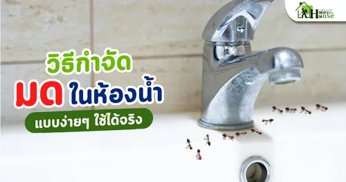 วิธีกำจัดมดในห้องน้ำแบบง่ายๆ ใช้ได้จริง