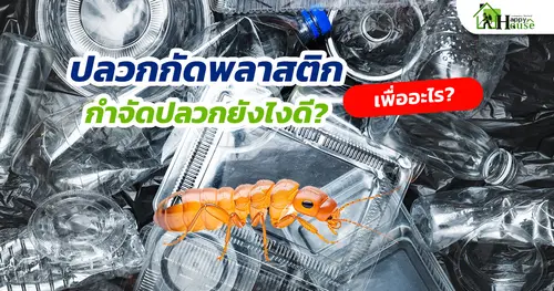 ปลวกกัดพลาสติกเพื่ออะไร? และจะกำจัดปลวกยังไงดี?