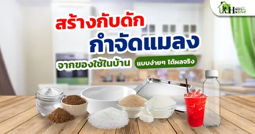 สร้างกับดักกำจัดแมลงจากของใช้ในบ้าน แบบง่ายๆ ได้ผลจริง