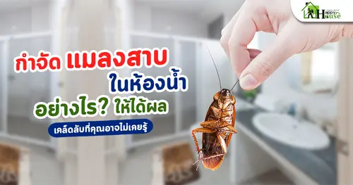 กำจัดแมลงสาบในห้องน้ำอย่างไรให้ได้ผล? เคล็ดลับที่คุณอาจไม่เคยรู้