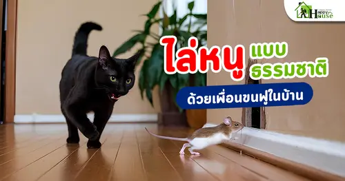 ไล่หนูแบบธรรมชาติ ด้วยเพื่อนขนฟูในบ้าน