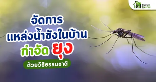 จัดการแหล่งน้ำขังในบ้านกำจัดยุงด้วยวิธีธรรมชาติ