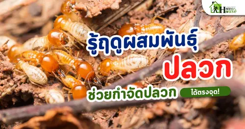 รู้ฤดูผสมพันธุ์ของปลวก ช่วยกำจัดปลวกได้ตรงจุด