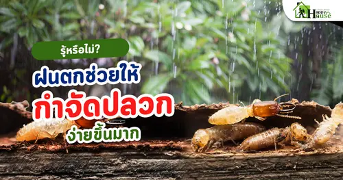 รู้หรือไม่? ฝนตกช่วยให้กำจัดปลวกง่ายขึ้นมาก!