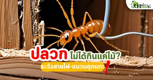 ปลวกไม่ได้กินแค่ไม้ ระวังสายไฟ ฉนวนถูกทำลาย!