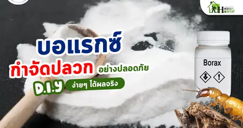 บอแรกซ์กำจัดปลวกอย่างปลอดภัย DIY ง่ายๆ ได้ผลจริง
