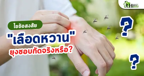 ไขข้อสงสัย "เลือดหวาน" ยุงชอบกัดจริงหรือ?