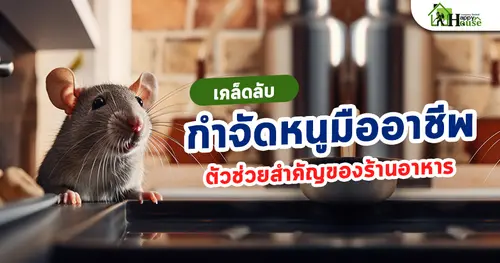 เคล็ดลับกำจัดหนูมืออาชีพ ตัวช่วยสำคัญของร้านอาหาร