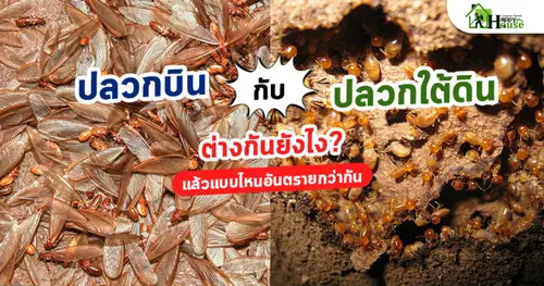 ปลวกบิน vs ปลวกใต้ดิน ต่างกันยังไง? แล้วแบบไหนอันตรายกว่ากัน