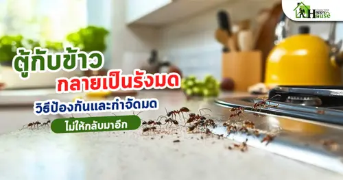 ตู้กับข้าวกลายเป็นรังมด! วิธีป้องกันและกำจัดมดไม่ให้กลับมาอีก