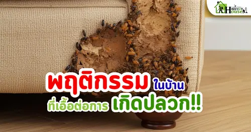 กำจัดปลวกเชียงใหม่ | พฤติกรรมในบ้านที่เอื้อต่อการเกิดปลวก