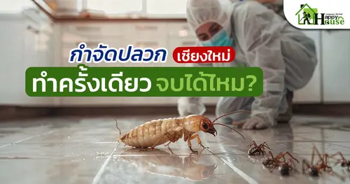 กำจัดปลวกเชียงใหม่ ทำครั้งเดียวจบได้ไหม? เลือกวิธีให้เหมาะกับบ้าน | Happy House