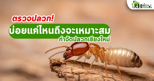 ควรตรวจปลวกบ่อยแค่ไหนถึงจะเหมาะสม – คู่มือดูแลบ้านให้ปลอดปลวก