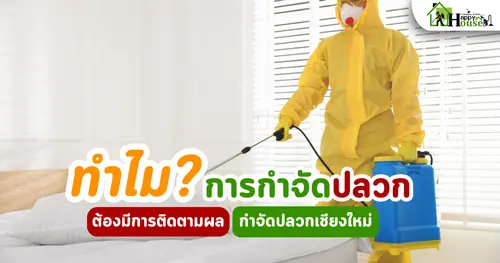 ทำไมการกำจัดปลวกต้องมีการติดตามผล – ขั้นตอนสำคัญของการกำจัดปลวก