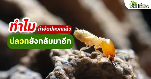 ทำไมกำจัดปลวกแล้วบางบ้านยังกลับมาอีก สาเหตุที่หลายคนไม่รู้