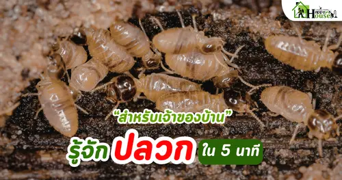 กำจัดปลวกเชียงใหม่: รู้จักปลวกใน 5 นาที สำหรับเจ้าของบ้าน