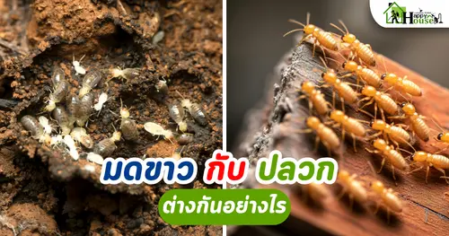 กำจัดปลวกเชียงใหม่: ปลวกกับมดขาว เหมือนหรือต่างกันอย่างไร?