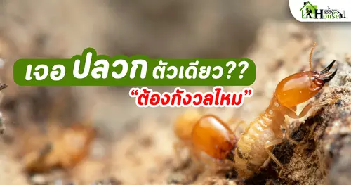 เห็นปลวกตัวเดียว ต้องกังวลไหม? | กำจัดปลวกเชียงใหม่ แนะนำโดยผู้เชี่ยวชาญ