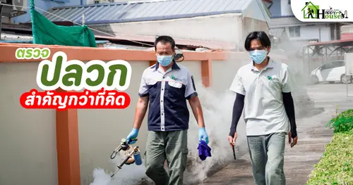 การตรวจปลวกประจำปี สำคัญกว่าที่คิด | กำจัดปลวกเชียงใหม่