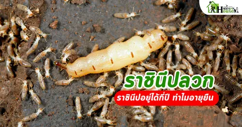 ราชินีปลวกอยู่ได้กี่ปี ทำไมอายุยืน | กำจัดปลวกเชียงใหม่