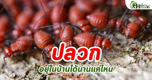 ปลวกอยู่ในบ้านได้นานแค่ไหน 
