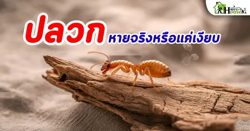 ปลวกหายจริงหรือแค่เงียบ