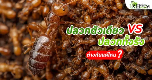 ปลวกตัวเดียว vs ทั้งรัง ต่างกันแค่ไหน | กำจัดปลวกเชียงใหม่