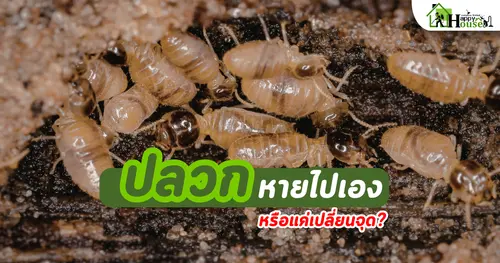 ปลวกหายไปเอง หรือแค่เปลี่ยนจุด | กำจัดปลวกเชียงใหม่