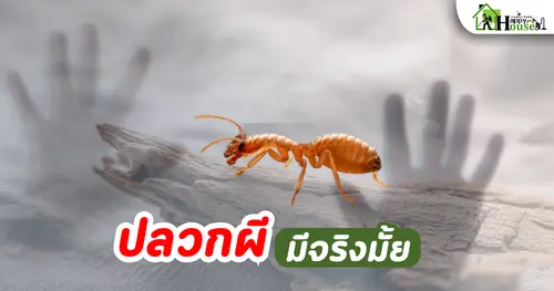 ปลวกผีมีจริงไหม | กำจัดปลวกเชียงใหม่
