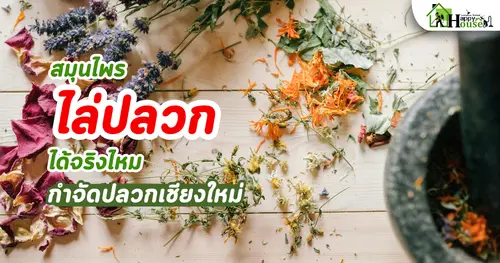 สมุนไพรไล่ปลวกได้จริงไหม หรือแค่ได้กลิ่นหอม