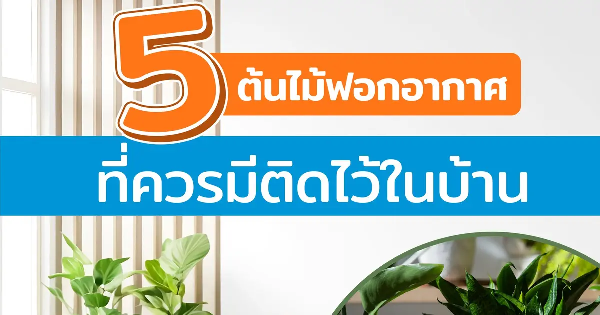 ต้นไม้ฟอกอากาศคลายร้อนภายในบ้าน